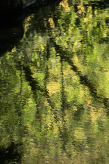Foliage reflected on woodland stream, Gorges de l'Areuses, ROmandie