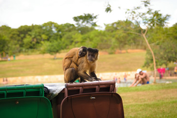 Macacos na sociedade