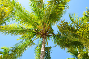 Fototapeta premium tree, palm, coconut, tropical, nature, green, leaf, animal, fruit, sky, leaves, palm tree, plant, squirrel, coconuts, jungle, blue, trees, beach, summer, coconut tree, exotic, forest, asia, caribbean