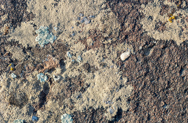 Color lichen on stone top view