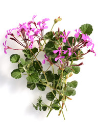 Kapland-Pelargonie, Umckaloabo, Pelargonium, reniforme