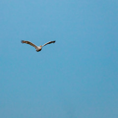 Pelican flying in the sky during the colorful blue hour after sunset in Porto Lagos, Rodopi, Greece