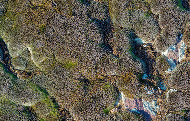 Gray moss close-up