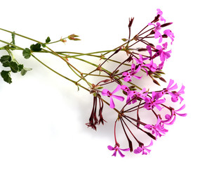 Kapland-Pelargonie, Umckaloabo, Pelargonium, reniforme