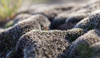 Gray moss close-up