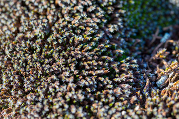 Gray moss close-up