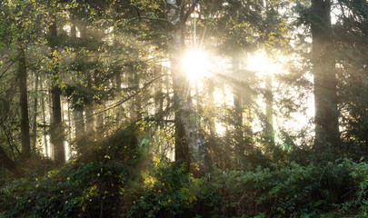 Fototapeta na wymiar rays of sun in the forest