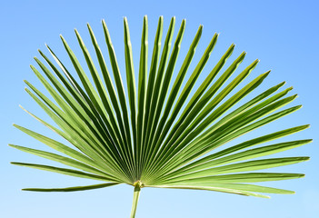 Palmenblatt, Hanfpalme, Trachycarpus, fortunei