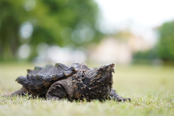 Alligator snapping turtle in the garden