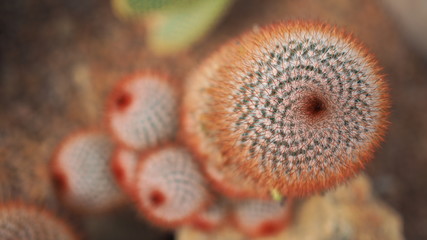 Red headed irishman. Mammillaria spinosissima. Cactaceae Mexico.