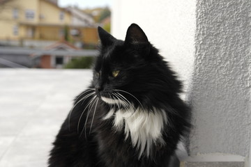 Schwarze Katze mit weißen Flecken schaut in die Ferne