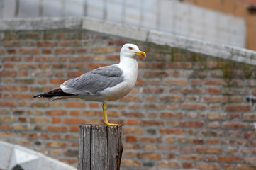 Larus michahellis italian bird, Yellow-legged Gull on wooden bricole in Chioggia town