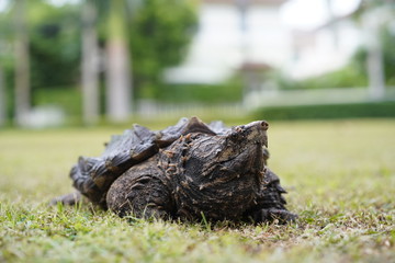 Alligator snapping turtle in the garden