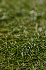 Green texture of conifer needles. Background. Vertical format.
