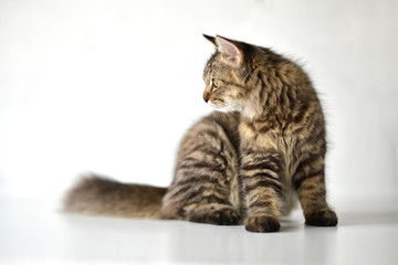 Thai cat on white background