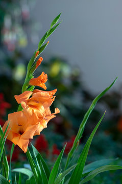 Gladiolus hortulanus ornamental flowers in bloom, bright orange color flowering plant