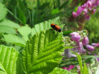 Roter Käfer auf einem grünen Blatt mit lila Blumen im Hintergrund