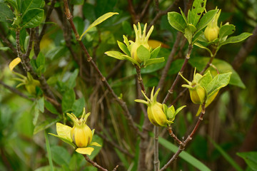 Yellow Fruits of cape jasmine.