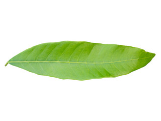 Obraz premium Green mango leaf on white background. (clipping path)