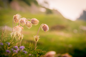 Alpine flowers