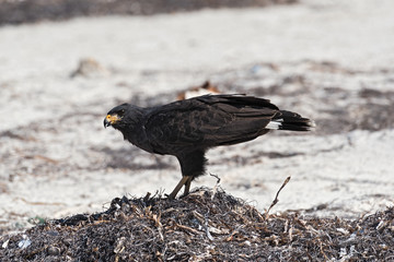 Young black accipitriformes on the beach of Yucatan, Mexico