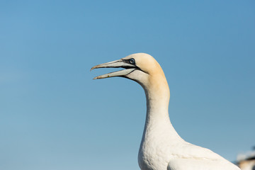 Northern Gannet (Morus bassanus) calling at colony on bass rock at nesting sites, Bass Rock, Scotland, United Kingdom