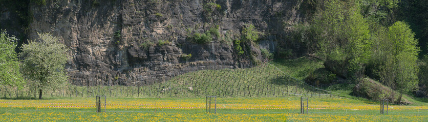 Spring meadow  and vineyard in the Swiss village of Berschis