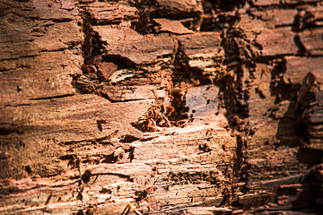 Texture of yellow rotten wood, soft focus