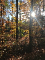 Herbstsonne Wald
