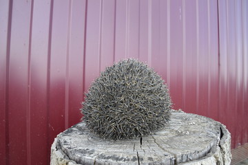 Hedgehog on the tree stump. Hedgehog curled up into a ball.