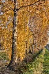 a row of golden birches