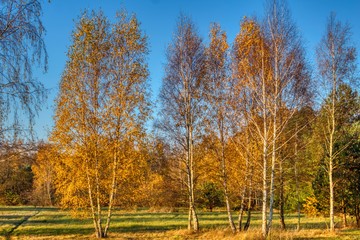 autumn meadow and birches