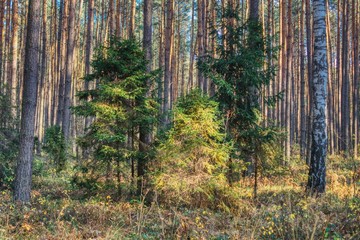 young spruces in a pine forest