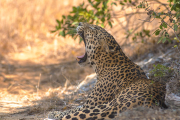 A yawing Leopard