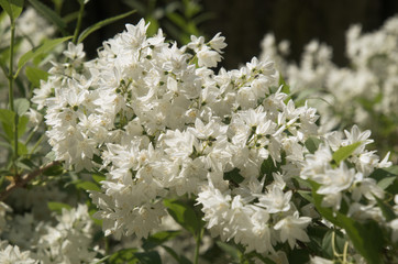 White blossom on shrub in Swiss cottage garden