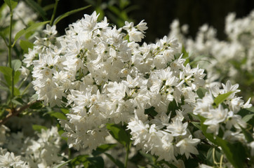 White blossom on shrub in Swiss cottage garden