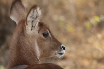 Female Bushbuck, Kenya