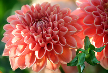 dahlia linda s baby variety, closeup bright delicate salmon-colored chrysanthemum in the sunlight, one bud next to the green leaves,  very beautiful color and shade