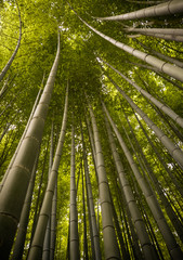 Beautiful, green Arashiyama bamboo forest in Kyoto, Japan