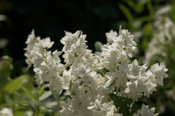 White blossom on shrub in Swiss cottage garden