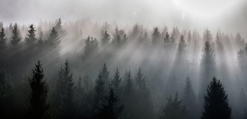 Matin brumeux vue dans la zone de montagne humide. Forêts de pins en novembre.