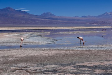 flamingos on a salt lake