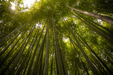 Fototapeta na wymiar Beautiful, green Arashiyama bamboo forest in Kyoto, Japan