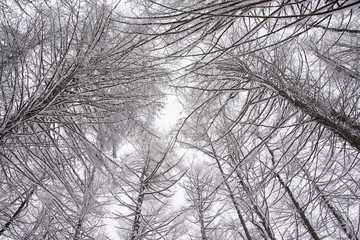 view to top of fir trees covered with snow in beautiful winter forest, almost black and white