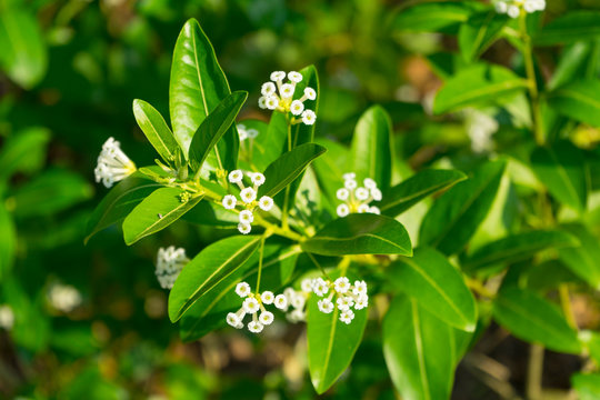 Cestrum diurnum (King of the day, Day Cestrum, Day-blooming Jessamine, Din ka Raja) with white flowers in nature.