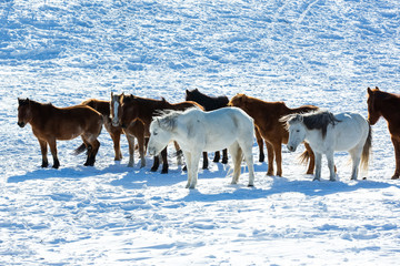 Bashang of Inner Mongolia horse farm horses