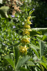 Lamium galeobdolon; Yellow archangel in Swiss garden
