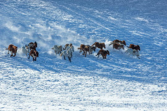 Bashang of Inner Mongolia horse farm horses