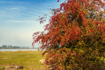 A hawthorn bush covered by red berries