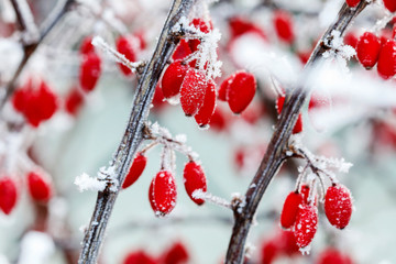 Berberis branch under heavy snow and ice.